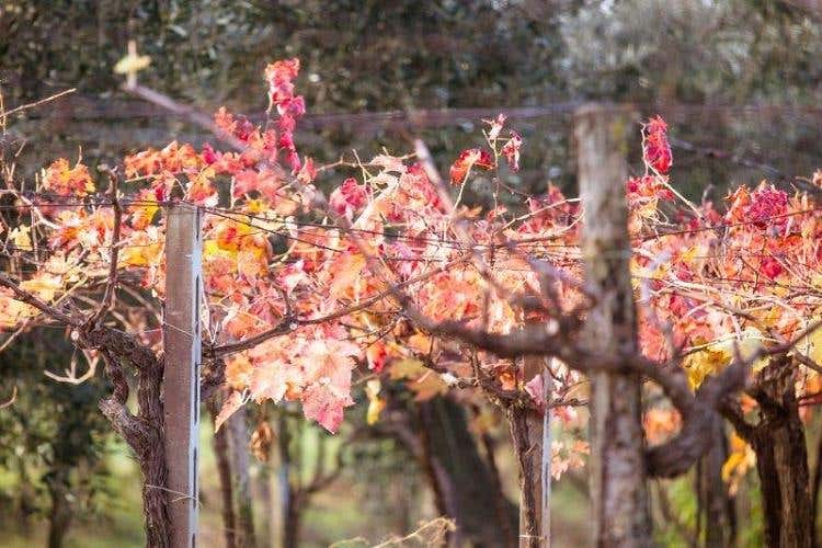 Vigneto, scorcio autunnale